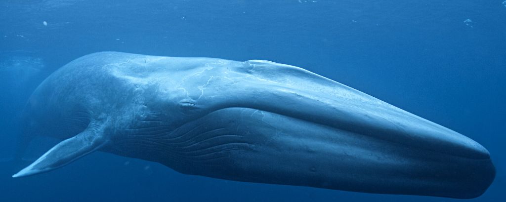 Bluewhale captured in the ocean close to the antarctic. One of the strongest animals compared to shear size of the creature.