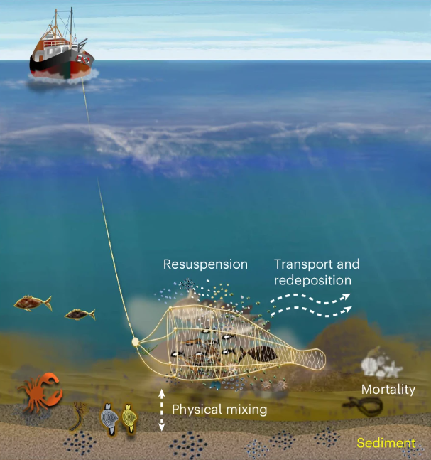 Example sketch of a trawling boat showing some of the processes, animals and sediments found in the seafloor.