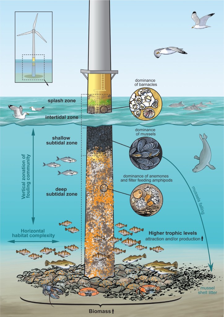 Some of the fauna, fish and mammals living at or near the monopiles for offshore constructions.