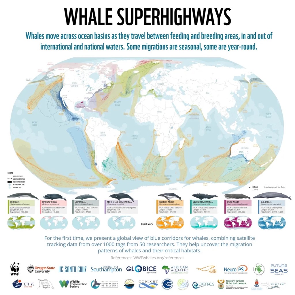 Whale migration patterns with observations dotted and pathways colored.