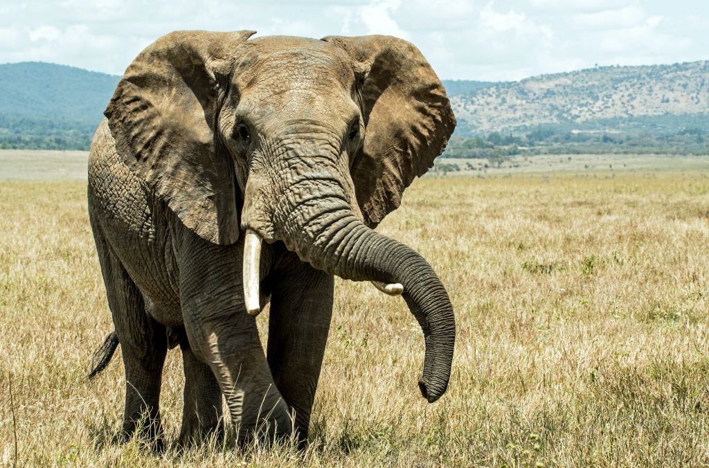 A picture of an African elephant which is the strongest animals walking on the landscape