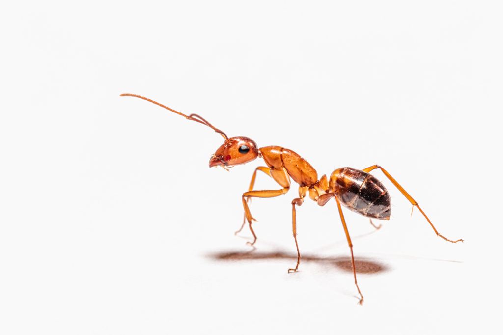 A picture of an ant lifting both of its antennas showcasing the distinct features in its body imperative for its strength. It is one of the relatively strongest animals to exist