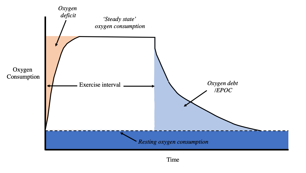 Anaerobic vs Aerobic Exercise&nbsp;Explained