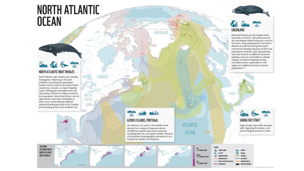 Whale migration patterns in the North Atlantic ocean