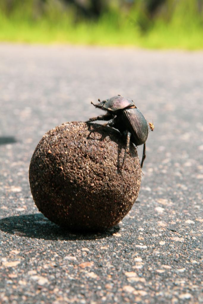 A picture of a dung beetle siting on its rolled piece of dung showcasing the size difference between the beetle and treasured dung roll. 