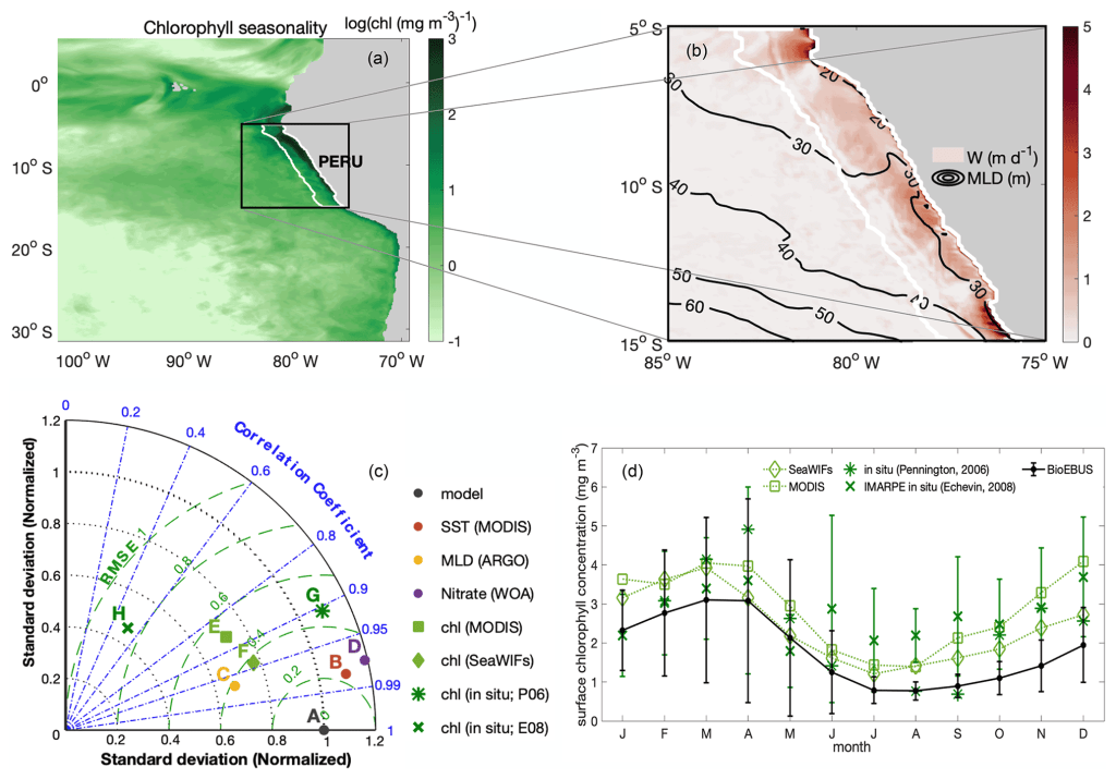 Example of model domains showcasing the production and seasonality of phytoplankton compared with observed quantities across the Peruvian coasts.  