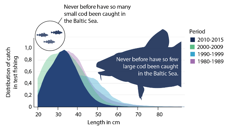 The distribution of caught Atlantic cod in the Baltic seas. Source Baltic cod – FishSec